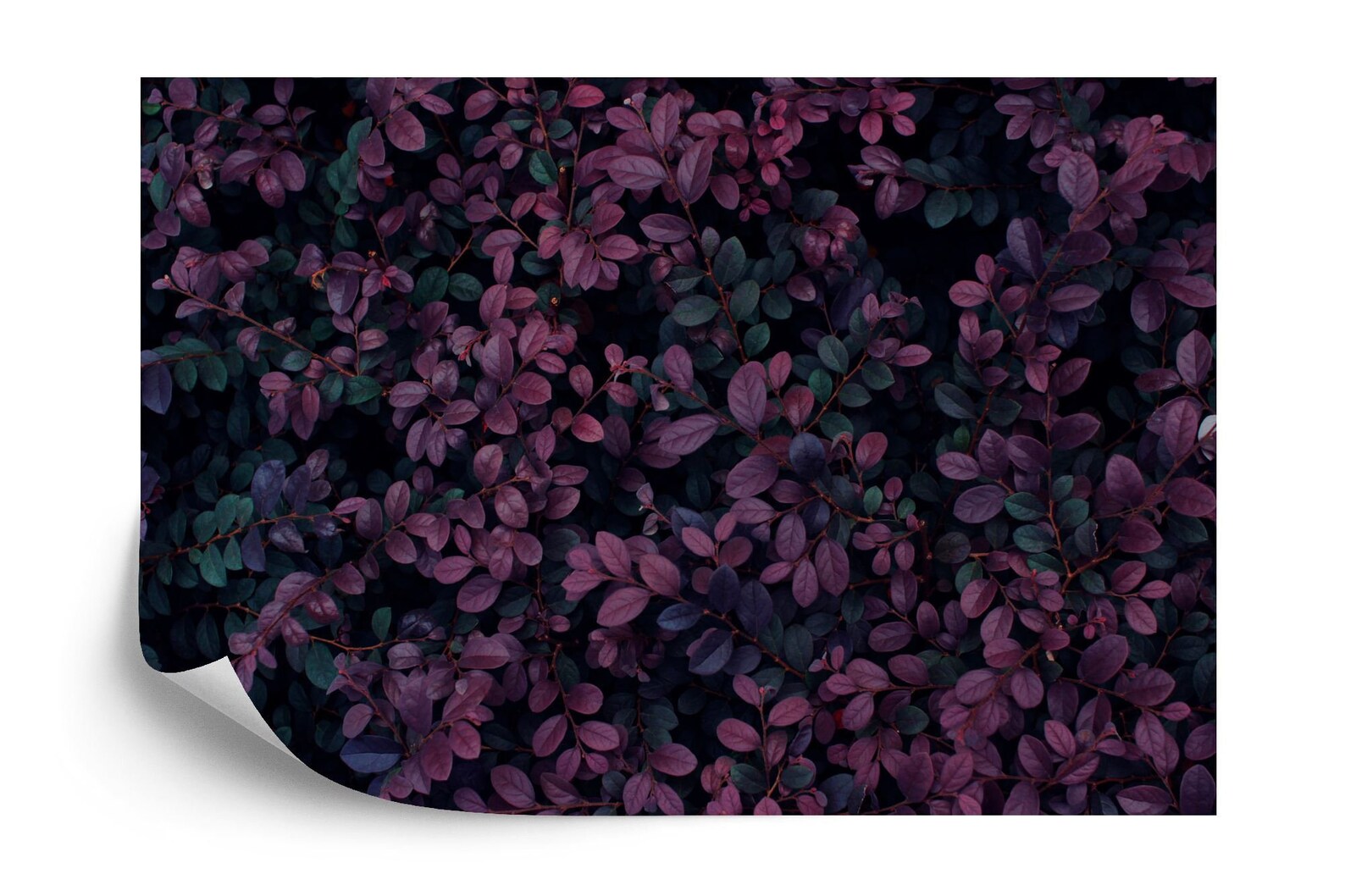 Dark Purple Leaf Wallpaper Mural Art Print