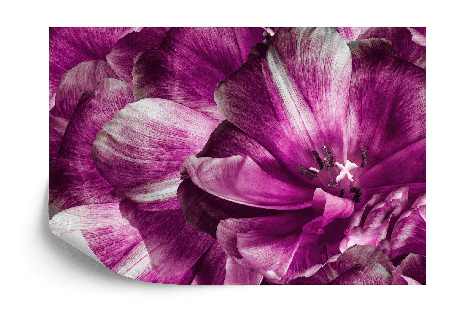 Purple Tulip Flower Wall Mural Art Print