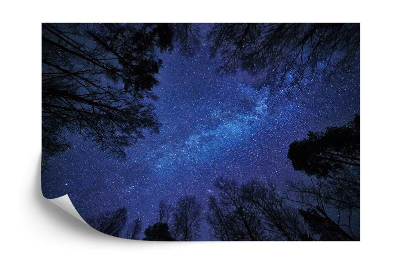 Night Sky Milky Way Forest Wallpaper Mural
