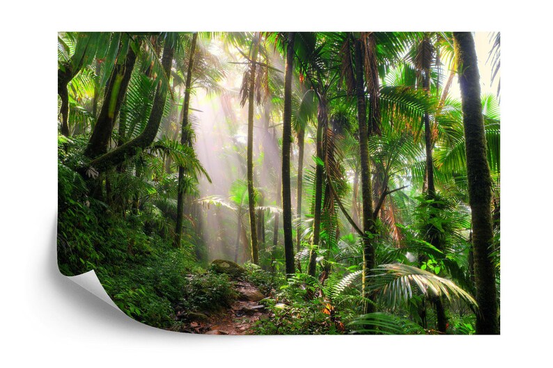 Tropical Jungle River Wallpaper Mural Art Print