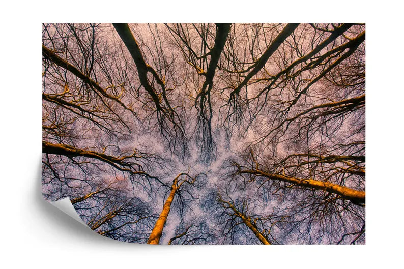 Sunrise Forest ceiling Wallpaper Mural, Blue Violet Sky