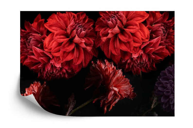 Red Dahlia Floral Peonies Wallpaper Mural Art Print